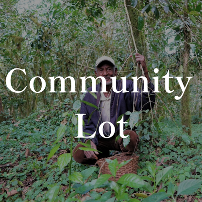 Community Lot｜生豆｜メンバー限定
