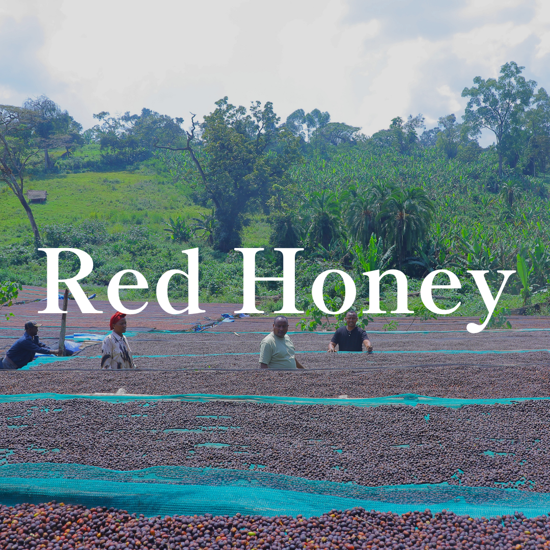Red Honey｜生豆｜メンバー限定