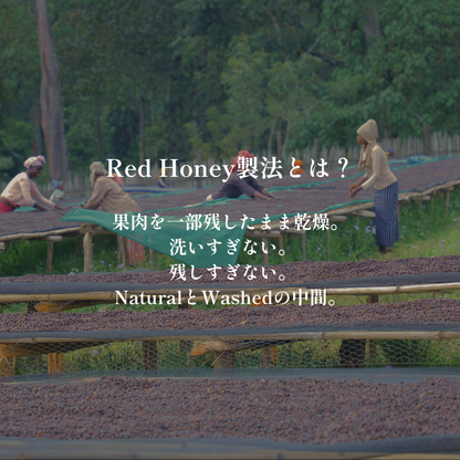 Red Honey｜生豆｜メンバー限定