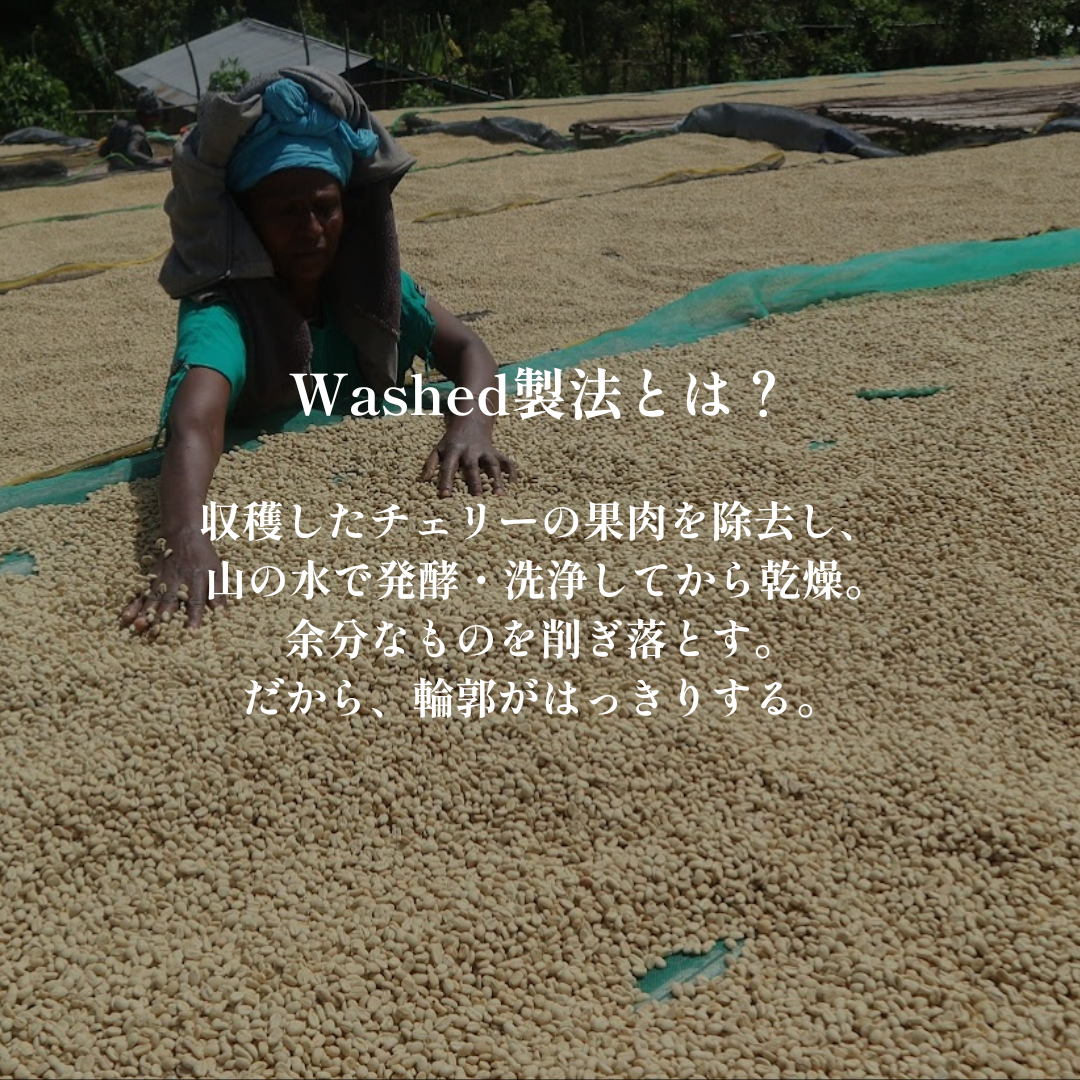 Washed｜生豆｜メンバー限定