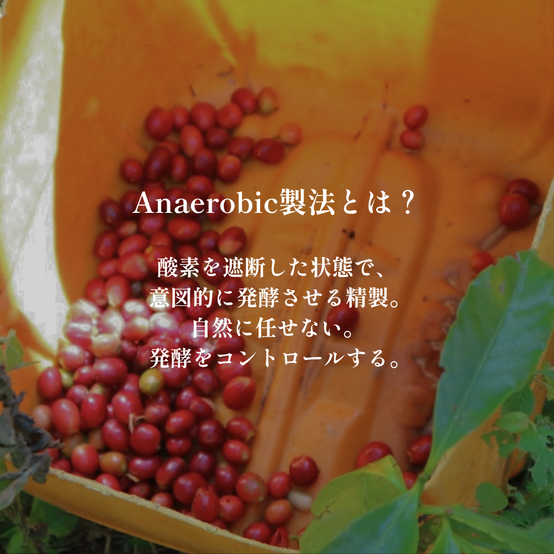 Anaerobic｜生豆｜メンバー限定