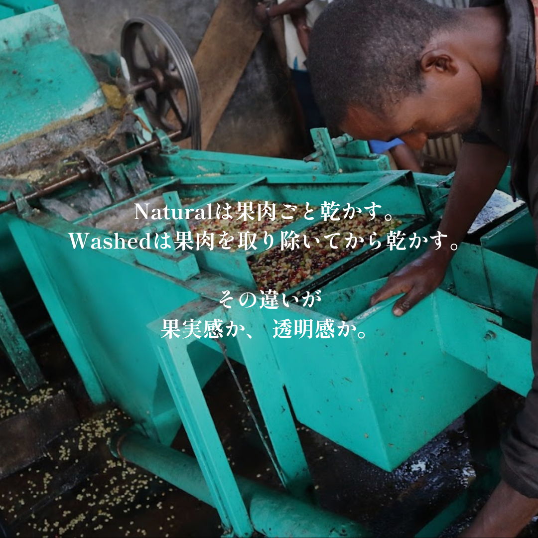 Washed｜生豆｜メンバー限定