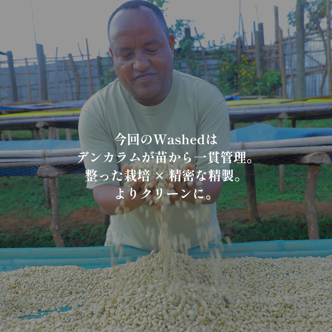 Washed｜生豆｜メンバー限定